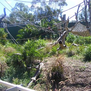 Orang-utan Exhibit - April, 2010