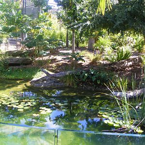 Mandrill Exhibit - April, 2010