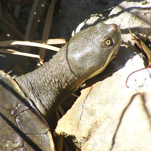 Tortoise - April, 2010