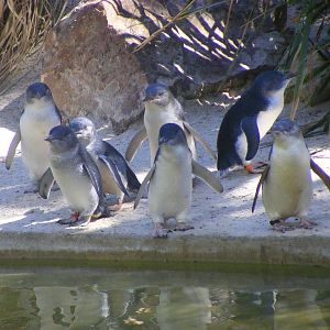 Little Penguins - April, 2010