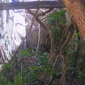 Cotton-top Tamarin Exhibit - April, 2010