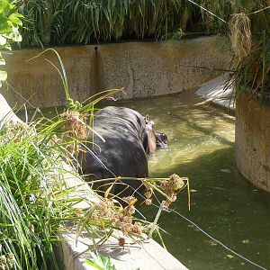 Nile Hippo - April, 2010