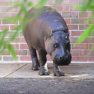 Pygmy Hippo - April, 2010