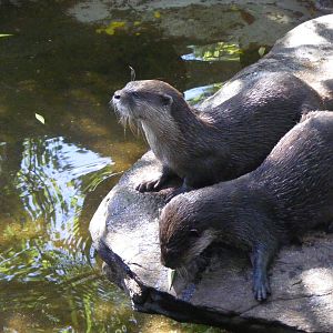 Otters - April, 2010