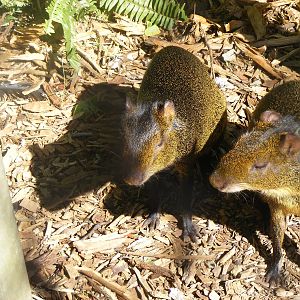 Agouti - April, 2010