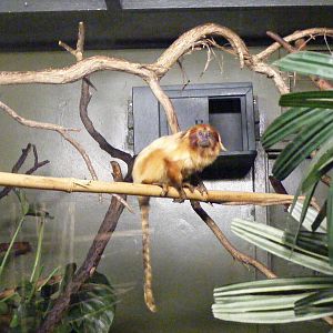 Golden lion-tamarin - April, 2010