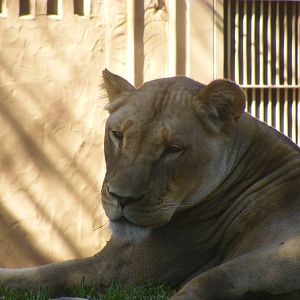 African Lion - April, 2010