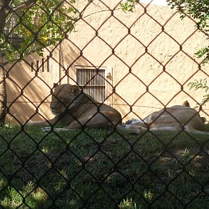 African Lion - April, 2010