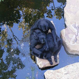 Siamangs - April, 2010