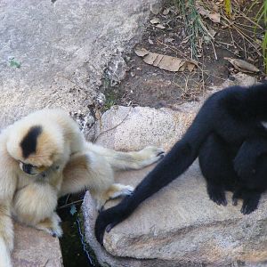 White-cheeked Gibbons - April, 2010