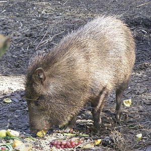 Collared Peccary - April, 2010