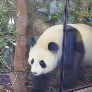 Giant Panda - April, 2010