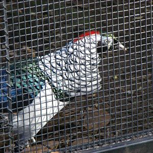 Lady Amherst's Pheasant - April, 2010