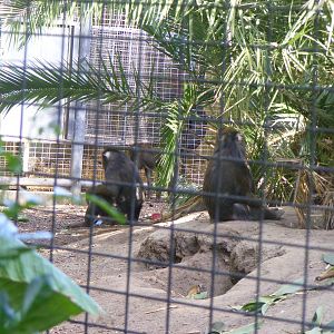 Mandrill - April, 2010