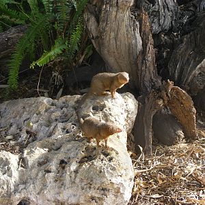 Dwarf Mongoose - April, 2010