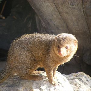 Dwarf Mongoose - April, 2010