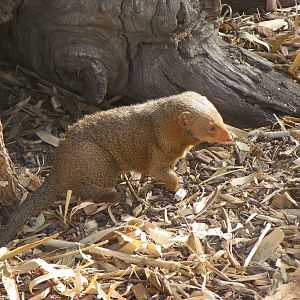 Dwarf Mongoose - April, 2010
