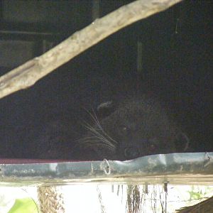 Binturong - April, 2010