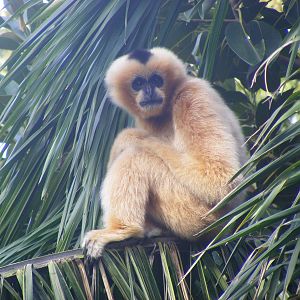 White-cheeked Gibbon - April, 2010