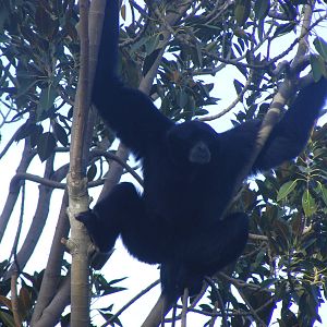 Siamang - April, 2010