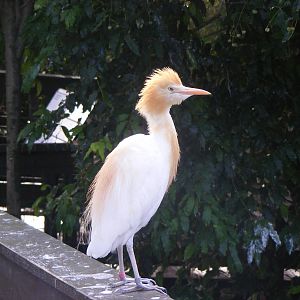 Cattle Egret - April, 2010