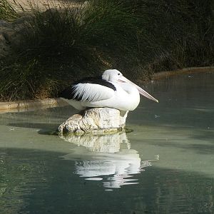Pelican - April, 2010