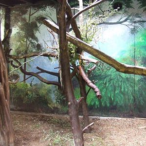 Francois Langur indoor enclosure