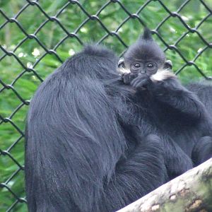 Francois Langur