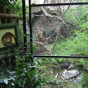 Sri Lankan Rusty-spotted Cat enclosure