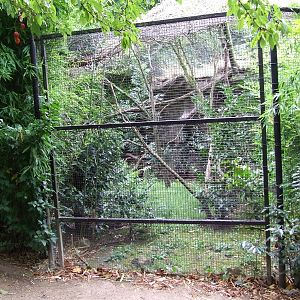 Sri Lankan Rusty-spotted Cat enclosure