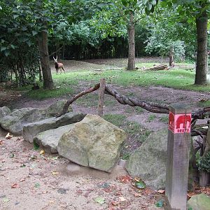 Philippine Spotted Deer exhibit