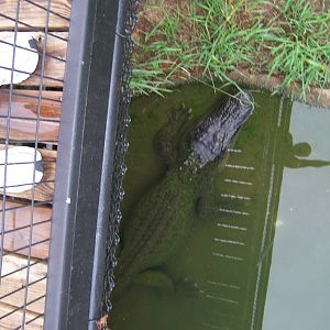Alligator