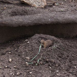 Prairie Dog
