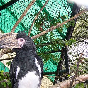 Trumpeter Hornbill