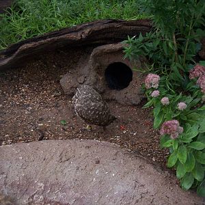 Burrowing Owl