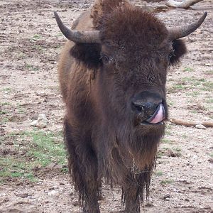 Bison