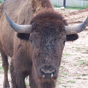 Bison