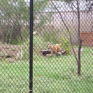 Maned Wolves