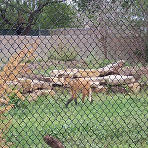 Maned Wolves