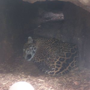 Jaguar