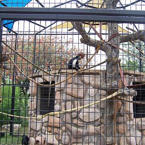 Angolan Colobus Monkey