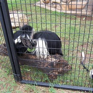 Angolan Colobus Monkey