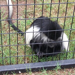 Angolan Colobus Monkey
