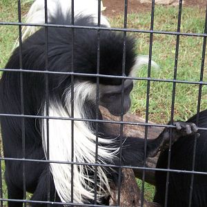 Angolan Colobus Monkey