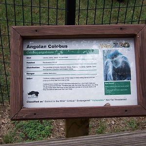 Angolan Colobus Monkey