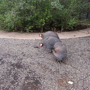Guinea Fowl
