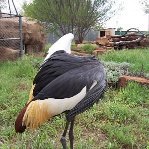 Crowned Crane
