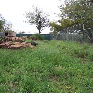 Vulturine Guinea Fowl