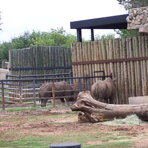 Black Rhinos