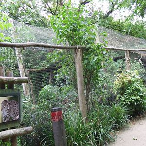 Fishing Cat exhibit photos
